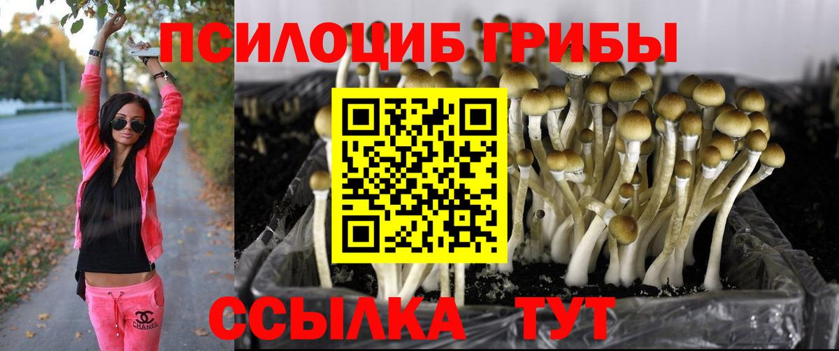 Псилоцибиновые грибы Cubensis Кудымкар